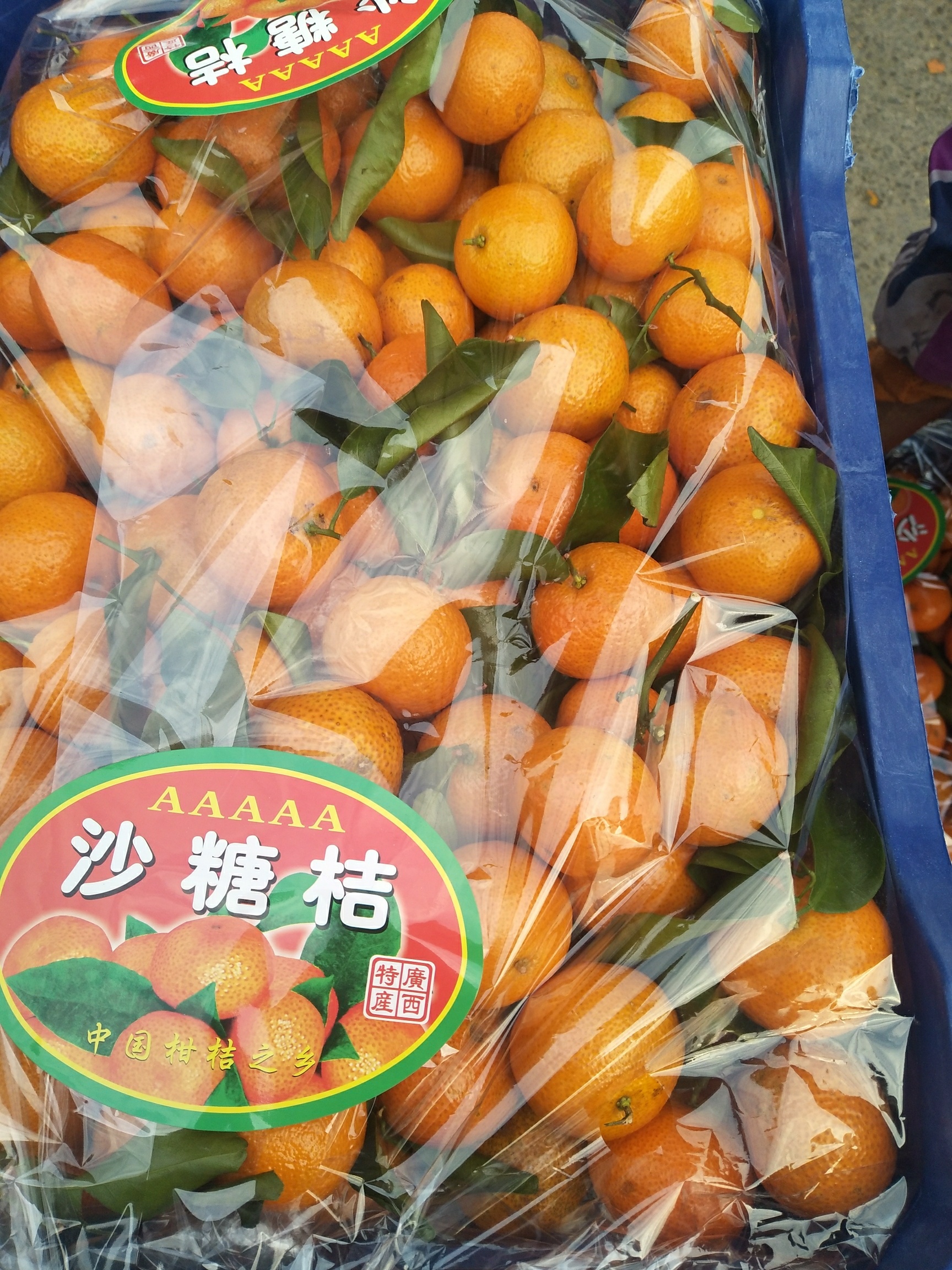 沙糖桔