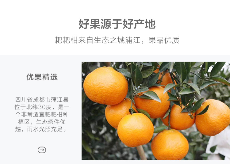 乐菜小店|四川春见耙耙柑 粑粑柑丑柑橘子 精选特级大