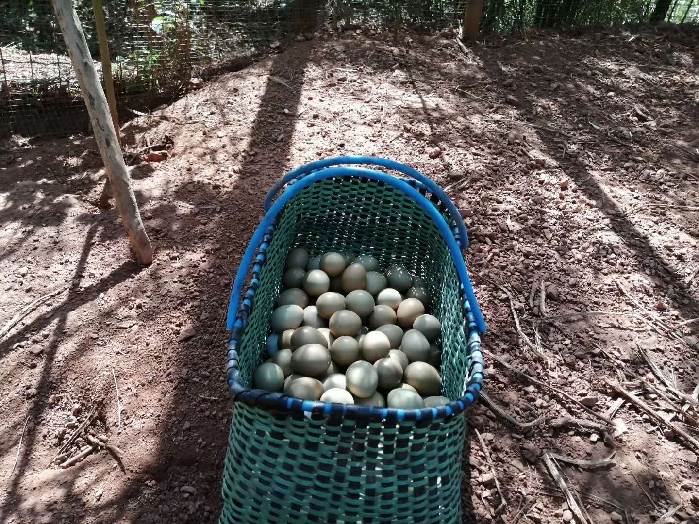 山林散养山鸡蛋30个